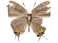 Tajuria culta dayi ♂ Un.