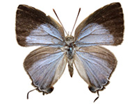 Tajuria culta dayi ♀ Up.