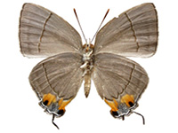 Tajuria culta dayi ♀ Un.