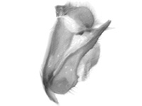 Tajuria culta dayi ♂ genitalia