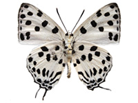 Tajuria maculata ♂ Un.