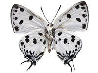 Tajuria maculata ♂ Un.