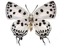 Tajuria maculata ♀ Un.