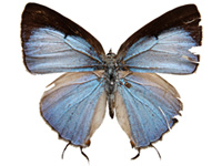 Tajuria harukoae ♂ Up.