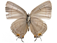 Tajuria harukoae ♂ Un.