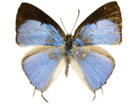 Tajuria harukoae ♂ Up.