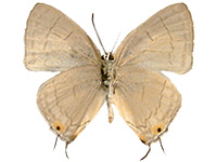 Tajuria harukoae ♂ Un.