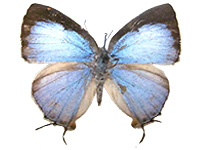 Tajuria harukoae ♀ Up.