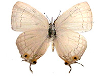 Tajuria harukoae ♀ Un.