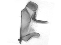 Tajuria harukoae ♂ genitalia