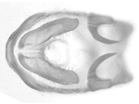 Tajuria harukoae ♂ genitalia