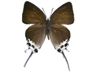Jacoona anasuja nigerrima ♀ Up.