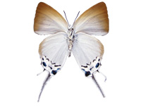 Jacoona anasuja nigerrima ♀ Un.