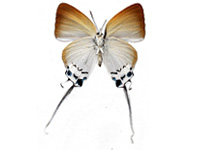 Jacoona anasuja nigerrima ♀ Un.