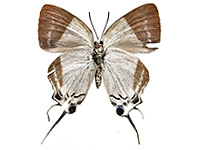 Neocheritra fabronia fabronia ♀ Un.