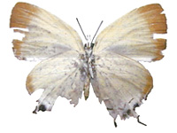 Manto hypoleuca ssp. ♀ Un.