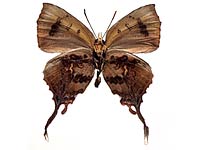 Cheritrella truncipennis ♂ Un.