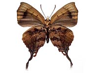 Cheritrella truncipennis ♂ Un.