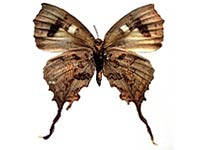 Cheritrella truncipennis ♀ Un.