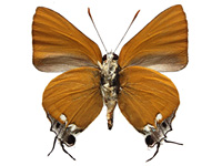 Pseudotajuria donatana ssp. ♂ Un.