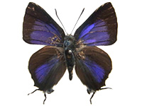 Pseudotajuria donatana ssp. ♂ Up.