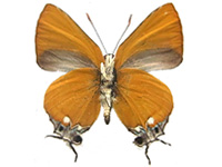 Pseudotajuria donatana ssp. ♂ Un.
