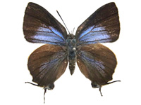 Pseudotajuria donatana ssp. ♀ Up.