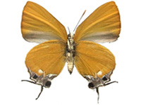 Pseudotajuria donatana ssp. ♀ Un.
