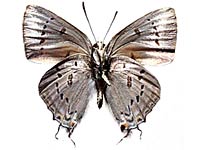 Ancema ctesia ctesia ♂ Un.