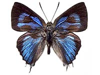 Ancema ctesia ctesia ♂ Up.