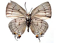 Ancema ctesia ctesia ♀ Un.