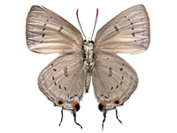 Ancema ctesia ctesia ♀ Un.