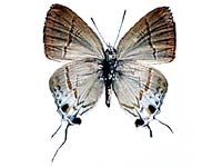 Hypolycaena merguia watsoni ♂ Un.