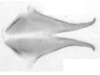 Hypolycaena tora semanga ♂ genitalia