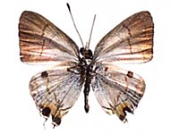 Hypolycaena balua gabrieli ♂ Un.