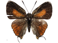 Deudorix elioti ♂ Up.