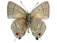 Virachola dohertyi ssp. ♂ Un.