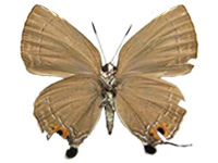 Virachola sankakuhonis hainana ♀ Un.