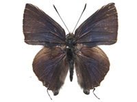 Virachola rubida ♂ Up.