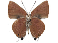 Virachola rubida ♂ Un.