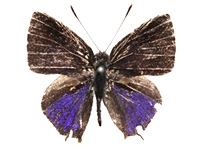 Sinthusa menglaensis ♂ Up.