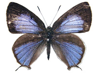 Sinthusa rayata kishii ♀ Up.