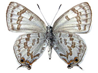 Sinthusa rayata kishii ♀ Un.