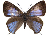 Sinthusa rayata kishii ♀ Up.