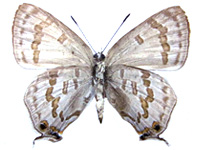 Sinthusa rayata kishii ♀ Un.