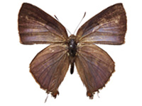 Rapala rectivitta ♀ Up. Rapala rectivitta ♀ Up.