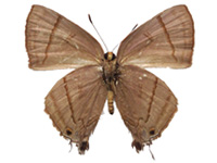 Rapala rectivitta ♀ Un. Rapala rectivitta ♀ Un.