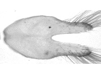 Rapala rectivitta ♂ genitalia Rapala rectivitta ♂ genitalia