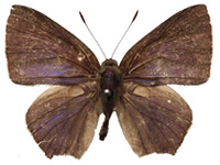 Rapala rosacea ♂ Up.