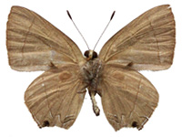 Rapala rosacea ♂ Un.